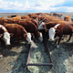 Illustration for article titled Ranchers and Environmentalists Agree: Trump’s New Water Rule Sucks